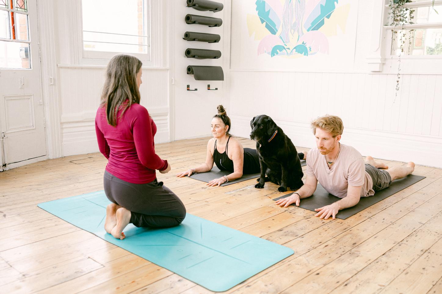 A dog yoga class in session