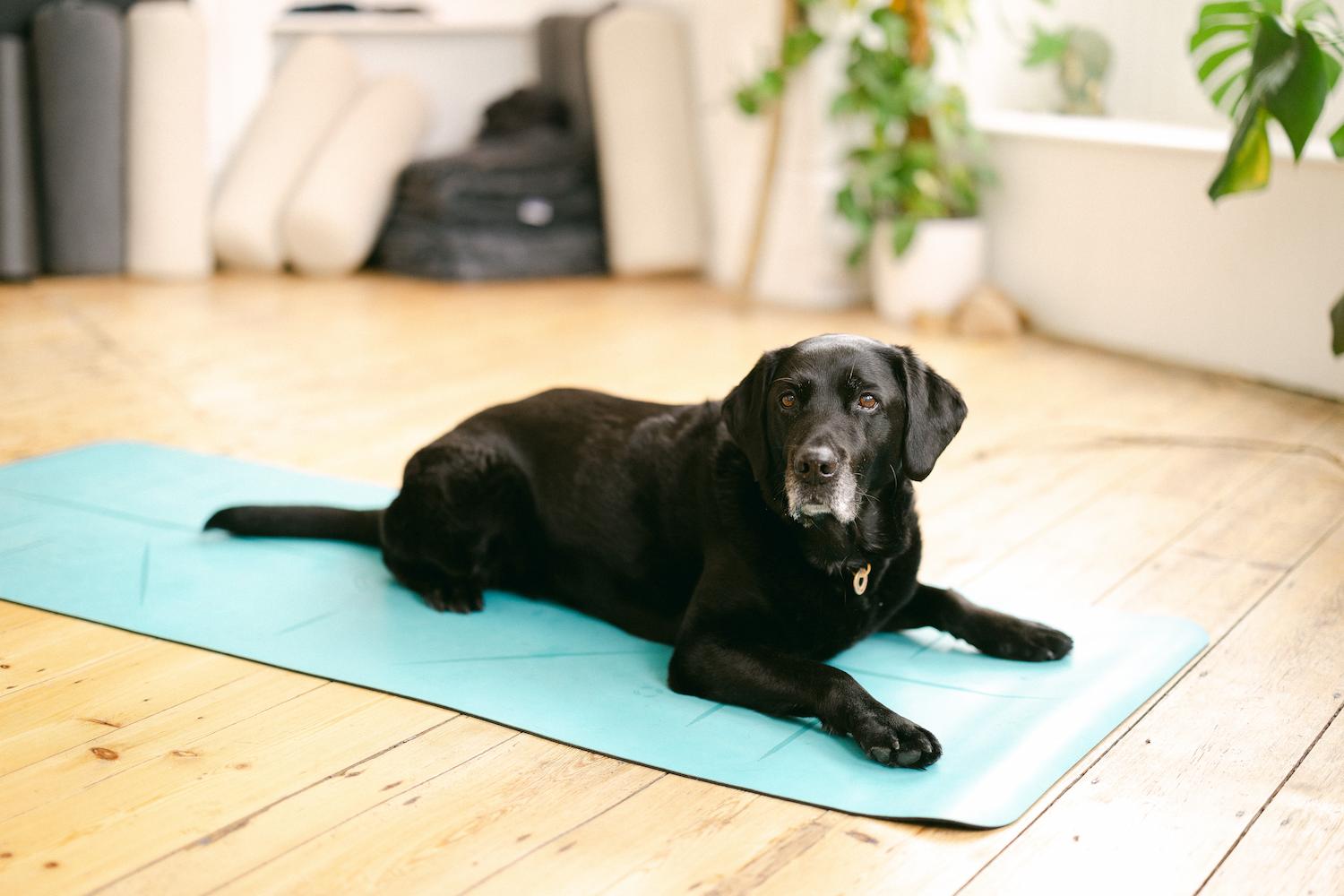 Ella the dog on a yoga mat